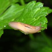 Garden slugs